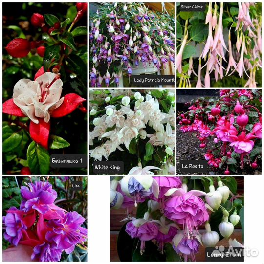 Фуксия 61 сорт