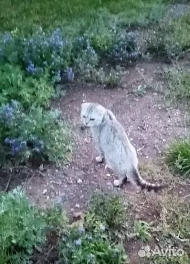 Котик в добрые руки