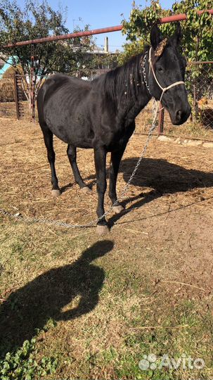 Кобыла с жеребенком