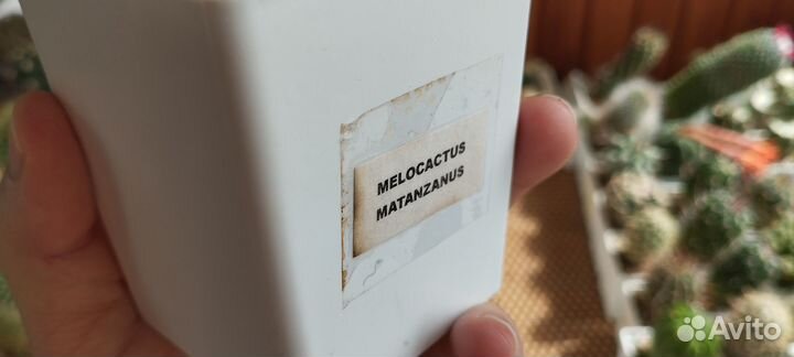 Кактус Melocactus Matanzanus