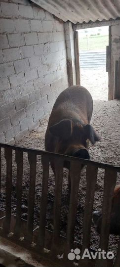 Свиноматки и хряк