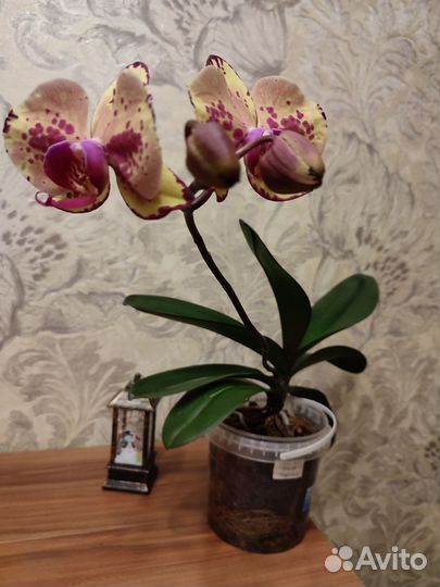 Орхидея Ark's Happy Magician