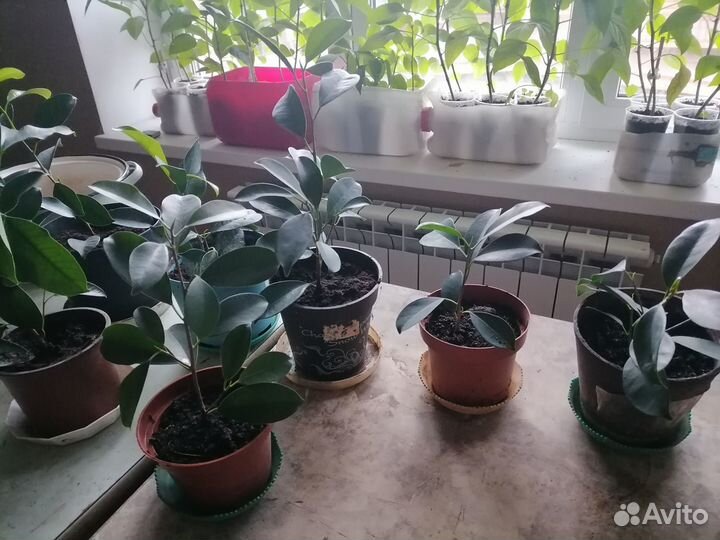 Фикус Бенджамин