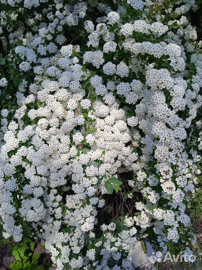 Саженцы окс декоративных кустарников