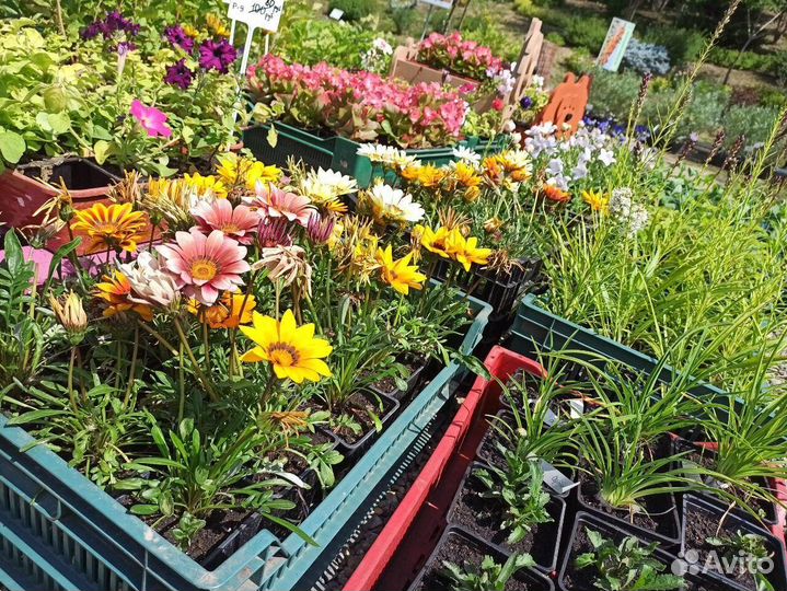 Рассада. Многолетние цветы, Растения из питомника
