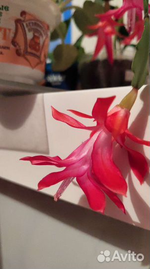 Цветок декабрист