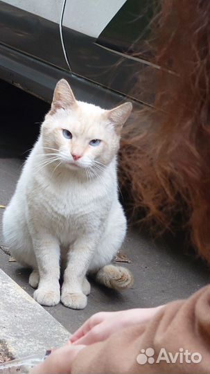 Породистый кот на улице