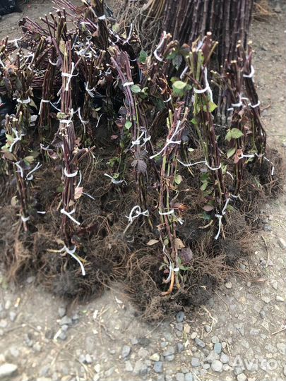 Саженцы ежевики