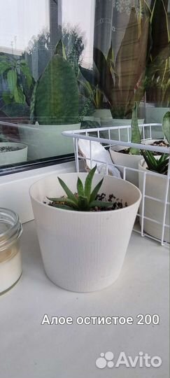 Сансевиерия, алоэ, гастерия