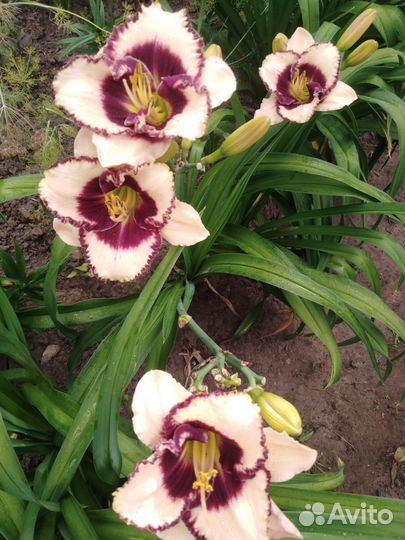 Цветы лилейники