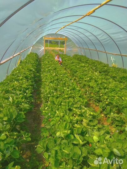 Рассада клубники опт/розница