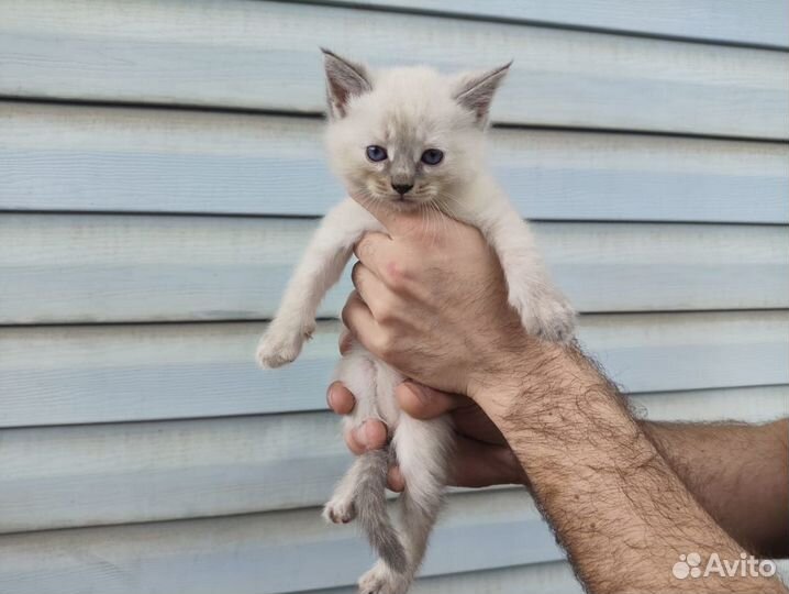 Котята от домашней кошки 1 месяц