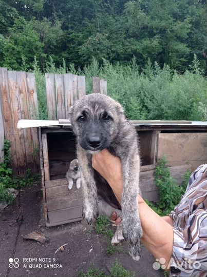 Продам щенка сао девочка