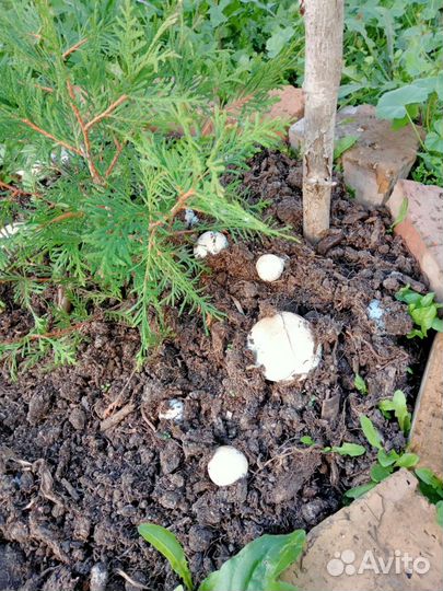 Компост отработанный от шампиньонов (удобрения)