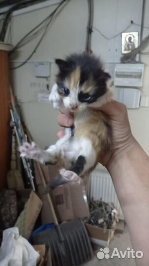 Изу кормящую кошку