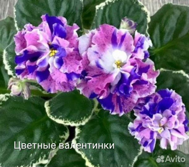 Фиалки сортовые