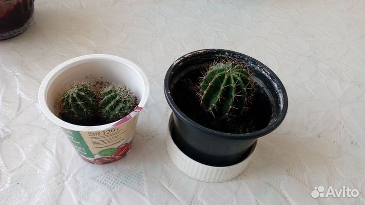 Детки кактуса цветущего