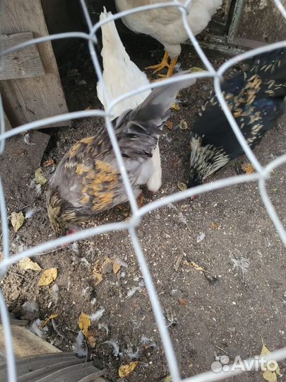 Куры молодки