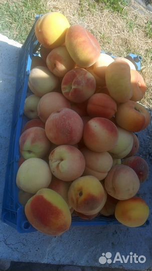 Персики домашний