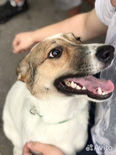 Собака в добрые руки