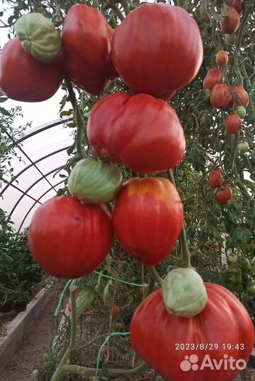 Семена томатов и перца