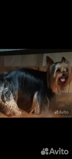 Готовы к брони