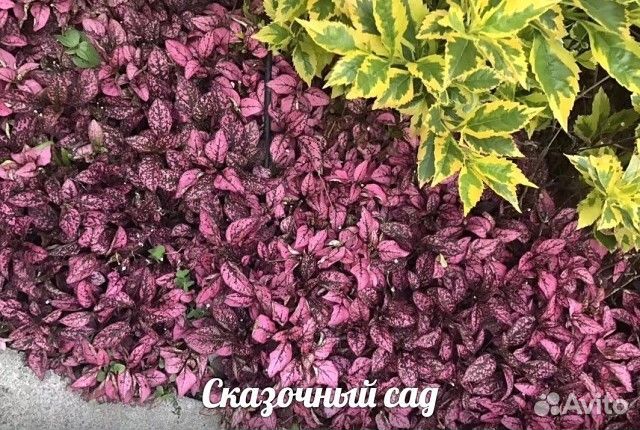 Гипоэстес