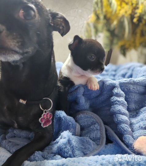 Девчонки гладкошерстные Чихуашки