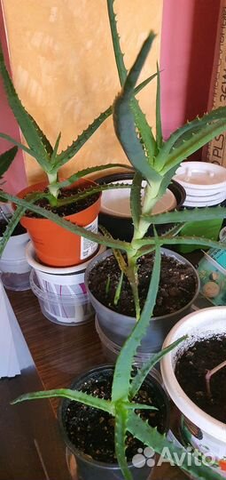 Алоэ Vera и др.цветы