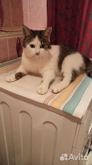 Ласковая мурка