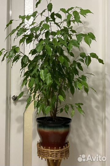 Фикус бенджамина большой