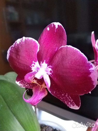 Орхидея фаленопсис редкие сорта