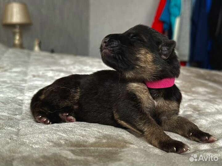 Щенки немецкой овчарки