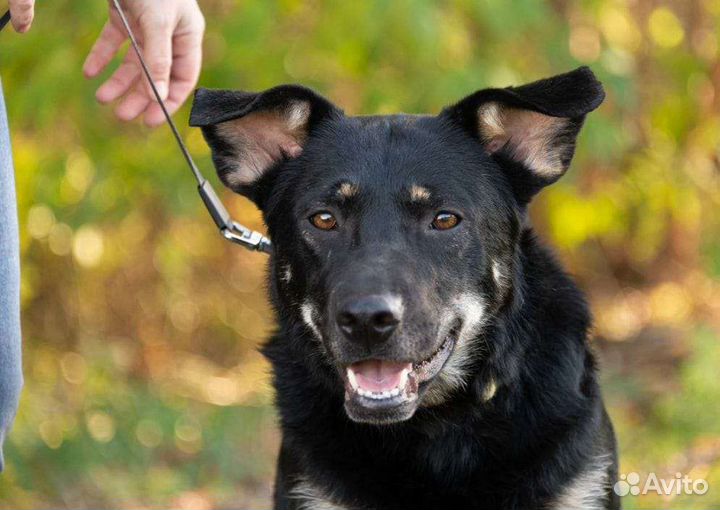 Метис восточноевропейской овчарки