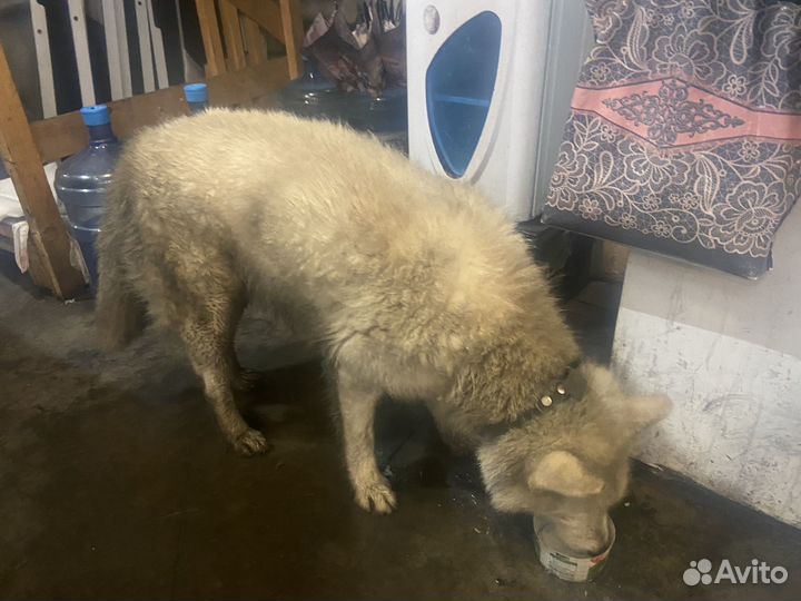 Найдена собака хаска