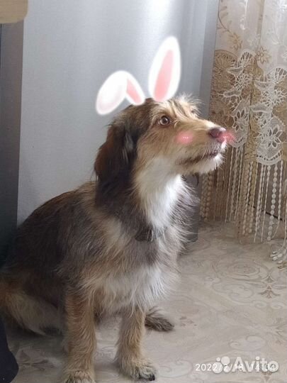 Собака в добрые руки