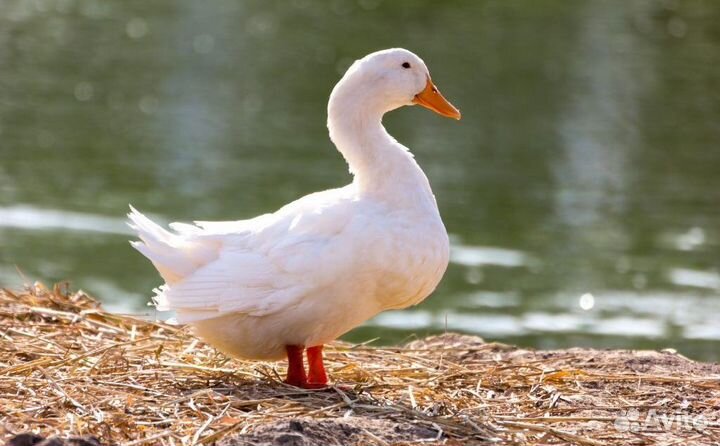 Цыплята Коб 500 (чехия), утята