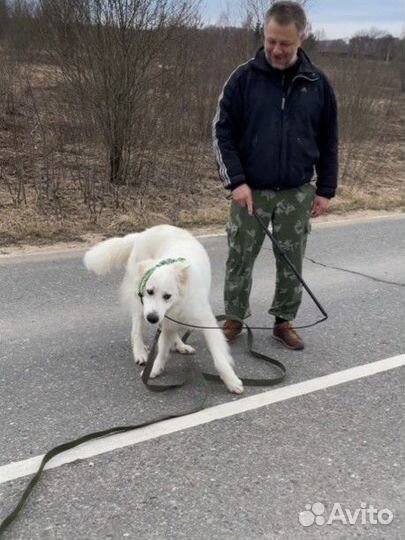 Удочка игрушка для собак