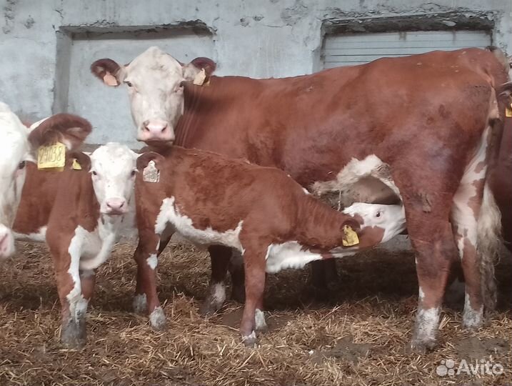 Телята герефорды