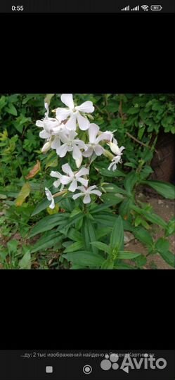 Многолетние садовые цветы