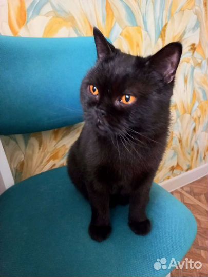 Британский Котик в добрые руки