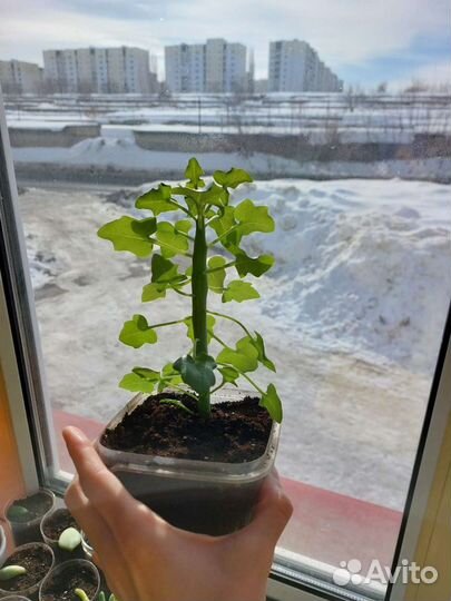 Сенецио артикулята