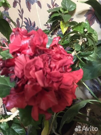 Китайская роза