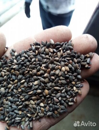 Семена ели на заказ