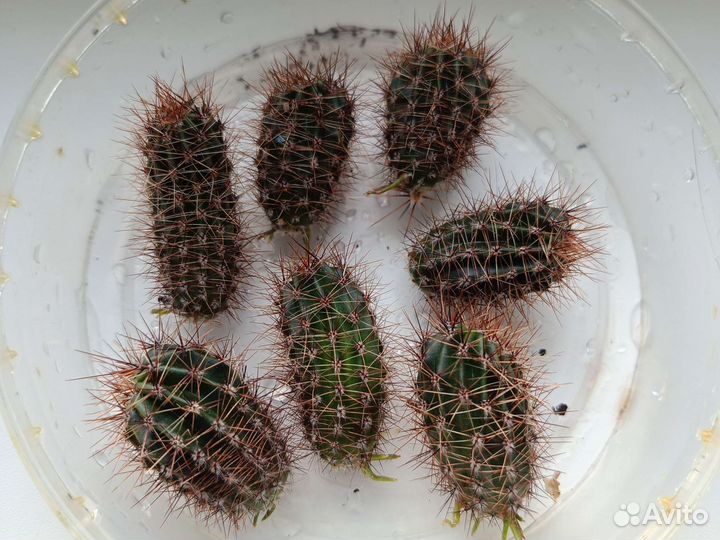 Кактусы отростки 7 штук