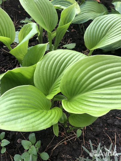 Хосты кустики