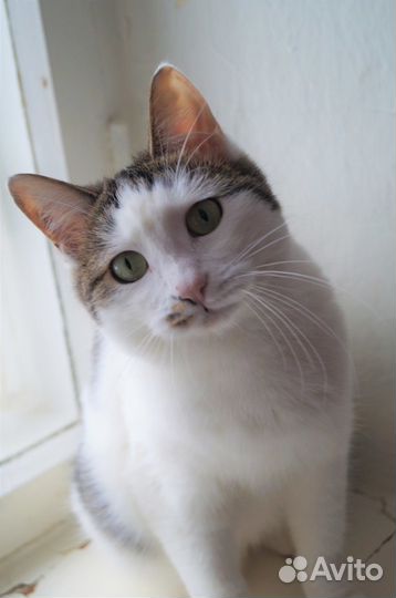 Mapycя.вакцинирована/стерилизована