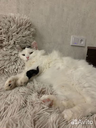 Кошка бесплатно