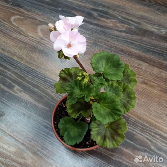 Пеларгония герань Appleblossom