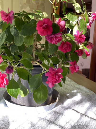 Ванька мокрый